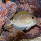 Epaulette Surgeonfish (click for more detail)