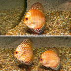 Red Pigeon Blood Discus, Trio (click for more detail)