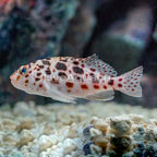 Spotted Pixie Hawkfish (click for more detail)