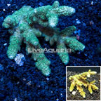 Acropora Coral Australia (click for more detail)