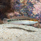 Rainbow Wrasse (click for more detail)