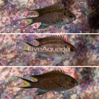 Regal Damselfish, Trio (click for more detail)