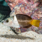 Banner Wrasse (click for more detail)