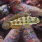 Sphynx Goby (click for more detail)