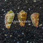 Orange Lip Conch Snail, Trio (click for more detail)