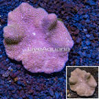 Toadstool Leather Coral Vietnam (click for more detail)