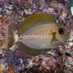 Epaulette Surgeonfish (click for more detail)