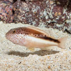 Freckled Hawkfish (click for more detail)