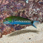 Lunare Lyretail Wrasse (click for more detail)