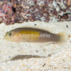 Yellow Breasted Dottyback (click for more detail)