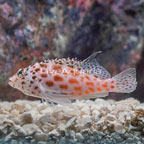 Spotted Pixie Hawkfish (click for more detail)