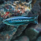 Four Line Cleaner Wrasse [Expert Only] (click for more detail)