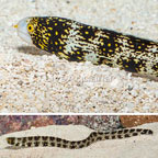 Snowflake Eel  (click for more detail)