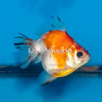 Orange Ryukin Goldfish (click for more detail)