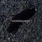 Black Cucumber EXPERT ONLY (click for more detail)