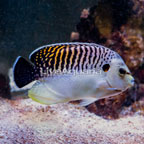 Tiger Angelfish  (click for more detail)