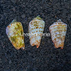 Orange Lip Conch Snail, Trio (click for more detail)