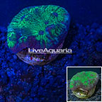 LiveAquaria® Chalice Coral (click for more detail)