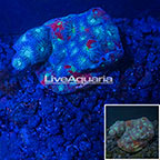 LiveAquaria® War Coral  (click for more detail)