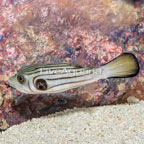 Narrow-Lined Puffer (click for more detail)