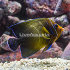Six Bar Angelfish (click for more detail)