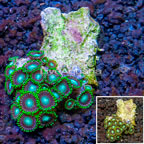 Zoanthus Coral Vietnam (click for more detail)