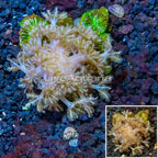 Xenia Coral Vietnam (click for more detail)