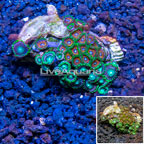 Zoanthus Coral Vietnam (click for more detail)