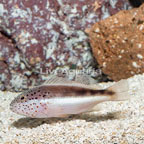 Freckled Hawkfish  (click for more detail)