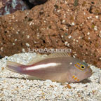 Arc-Eye Hawkfish (click for more detail)