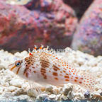 Falco Hawkfish (click for more detail)