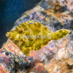 Bristletail Filefish (click for more detail)