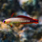 Purple Firefish (click for more detail)