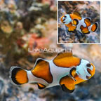 Captive-Bred Storm Percula Clownfish (click for more detail)