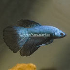 Dragon Scale Betta, Male (click for more detail)