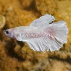 White Opal Betta, Male (click for more detail)