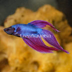 Mermaid Betta, Male (click for more detail)