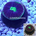 LiveAquaria® Cultured Goniastrea Coral (click for more detail)
