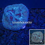 USA Cultured Chalice Coral (click for more detail)