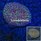 USA Cultured Chalice Coral (click for more detail)
