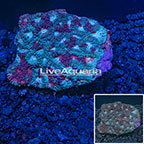 Dipsastrea Brain Coral (click for more detail)