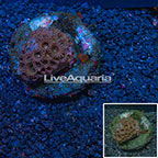 Palythoa Coral Indonesia (click for more detail)