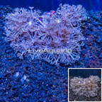 Xenia Coral Indonesia (click for more detail)