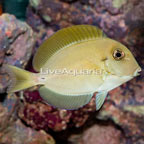 Epaulette Surgeonfish (click for more detail)