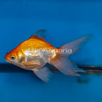 Gold Ryukin Goldfish (click for more detail)