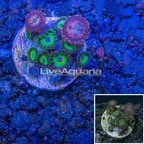 LiveAquaria® Ultra Zoanthus (click for more detail)