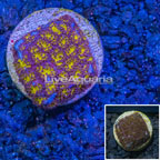 LiveAquaria® Orange Leptastrea Coral (click for more detail)