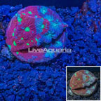 LiveAquaria® War Coral  (click for more detail)