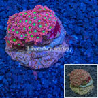 Flowerpot Coral Australia (click for more detail)