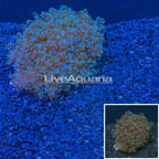 Frogspawn Coral Vietnam (click for more detail)